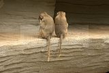 leipzig zoo-01_07_2011_zoo_allgemein_380
